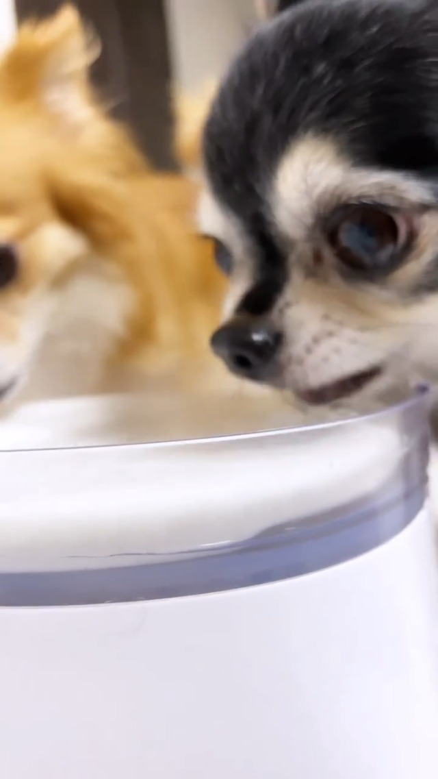 Amazon | Homerunpet 猫 犬 ペット 自動給水器 セラミック 静音